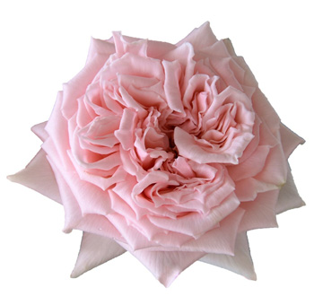 Light Pink Garden Rose - Princess Hitomi