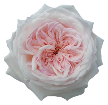 Light Pink Garden Rose - Special Bride