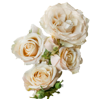 Exquisite Sahara Sensation Spray Roses, renowned for their pastel hues and captivating fragrance.