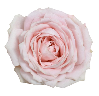 Garden Spray Roses - Lea Romantica