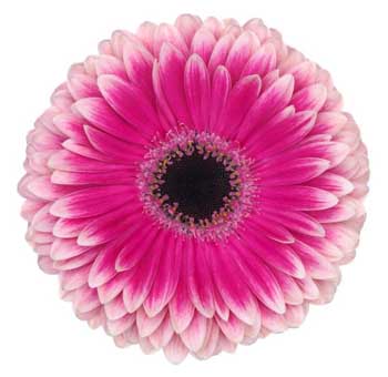 Gerbera Daisy Hot Pink Bicolor - Prelude