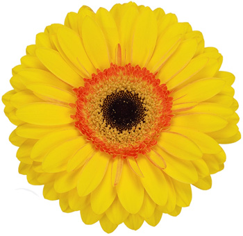Gerbera Daisy Bicolor Yellow - Apollo