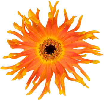 Orange Gerbera Daisy