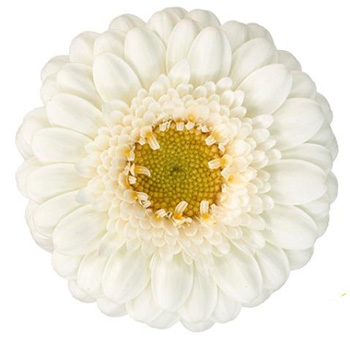 White Gerbera Daisy