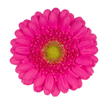 Germini Flower Hot Pink - Bono