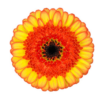 Germini Flower Bicolor Yellow - Decora