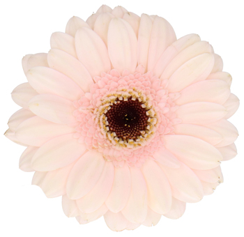 Light Pink Gerbera Daisy