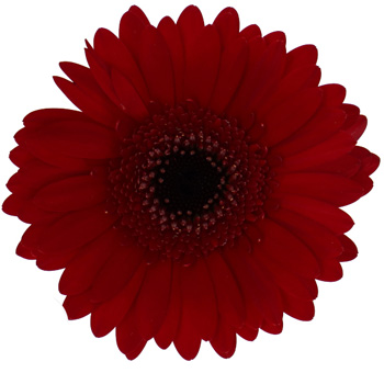 Dark Red Gerbera Daisy