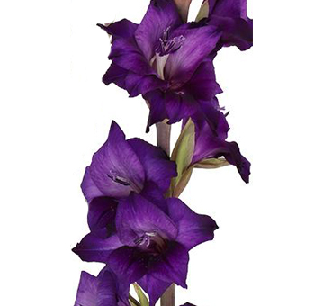 Dark Purple Gladiolus