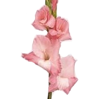 Gladiolus Flower Pink Peach - Mon Cher