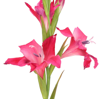 Gladiolus Flower Hot Pink - Vulcano