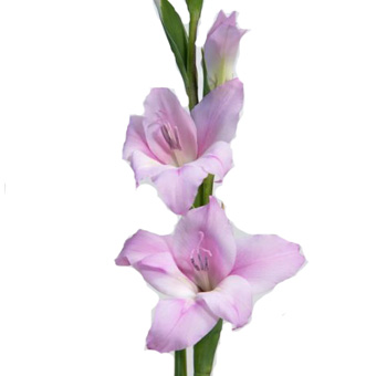 Gladiolus Small Flower Lavender - Charming Lady