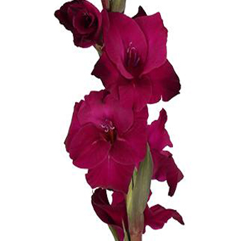 Gladiolus Flower - Magenta - Next Day Delivery
