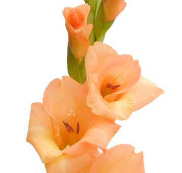 Peach Gladiolus