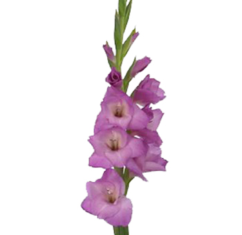 Purple Gladiolus Flower
