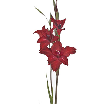Dark Red Gladiolus