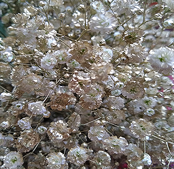 Gold Baby Breath Flowers