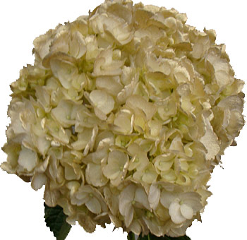 Gold Hydrangea Airbrushed