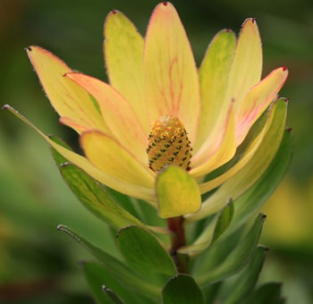 Gold Strike Protea Flower
