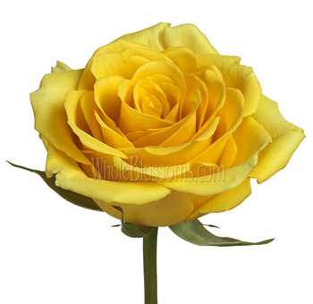 Gold Strike Yellow Rose