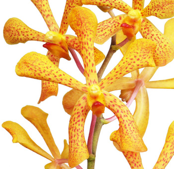 Orange Mokara Orchids Bicolor