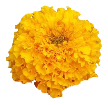 Vibrant Golden Marigold flowers showcasing stunning hues of gold to deep orange, symbolizing passion.