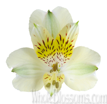 Green alstroemeria blooms, adding a touch of freshness and vitality to wedding decor.