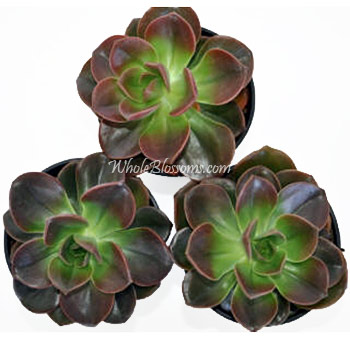 Green Succulent With Burgundy Melaco