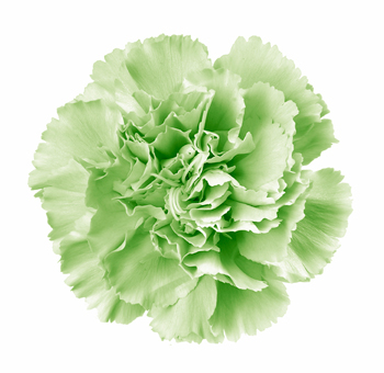 Green Carnation Flower