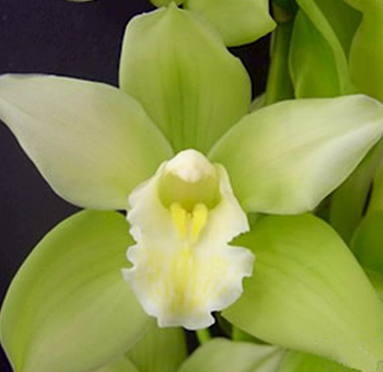 Green Cymbidium Orchid Clear Lip
