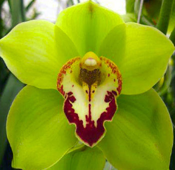 Green Cymbidium Orchid | Red Lip