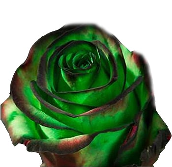 Halloween Goblin Green Rose