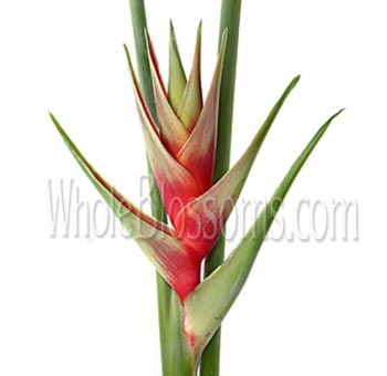 Heliconia Green Flower