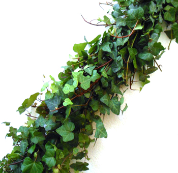 Green Ivy Garland - Full - 9 inches Wide