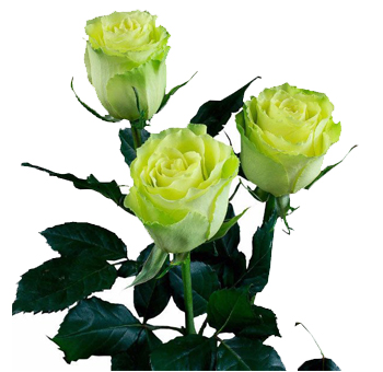 Green Long Stem Roses - Super Premium