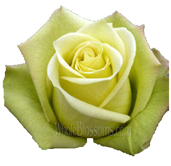 Green Roses Valentine's Day