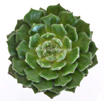 Green Succulent Wooly Rose
