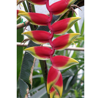 Red Hanging Heliconia Flower