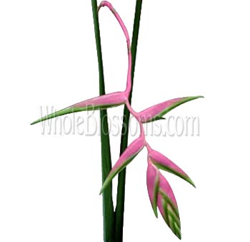 Hanging Heliconia Pink Flower