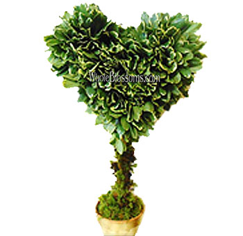 Var Pitt Heart Topiary Flower Filler