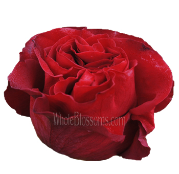Hearts Red Rose