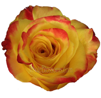High and Yellow Flame Bicolor Organic Roses