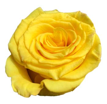 High And Yellow Rose