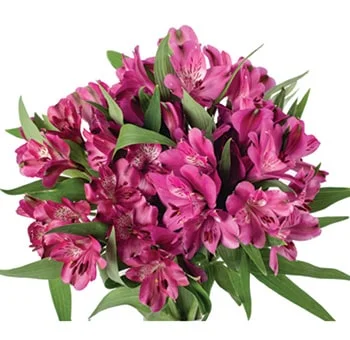 Vibrant hot pink alstroemeria in bulk, ideal for adding pop of color to wedding flowers at wholesale prices.