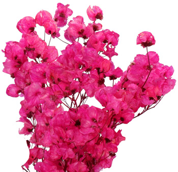 Hot Pink Flowers
