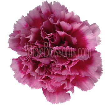 Dark Pink Bicolor Carnation Flower
