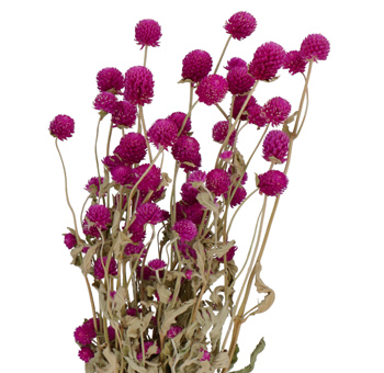 Gomphrena - Hot Pink Flowers Dried