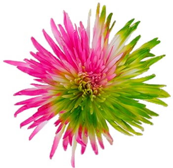 Hot Pink Lime Green Mums