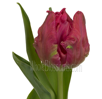 Marvel Parrot Hot Pink Tulips