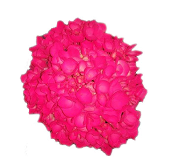 Hot Pink Hydrangea Airbrushed Neon Colors